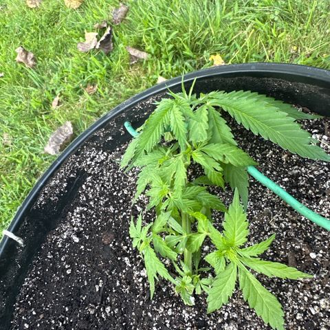 Lady growlog timeline photo