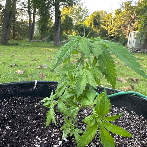 Lady growlog timeline photo