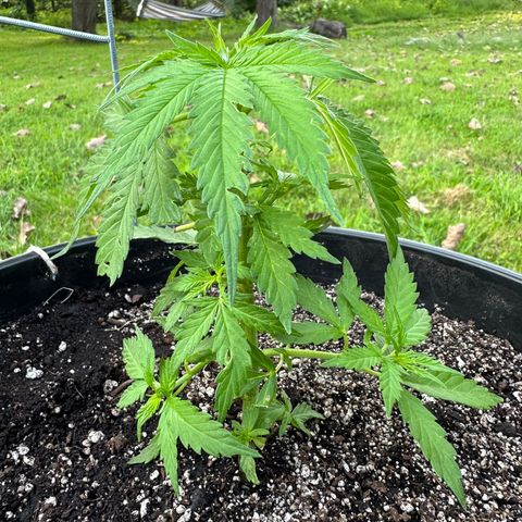 Lady growlog timeline photo