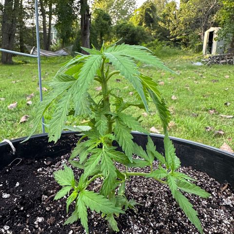 Lady growlog timeline photo