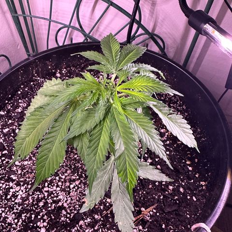 Lady growlog timeline photo