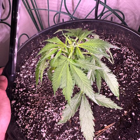 Lady growlog timeline photo