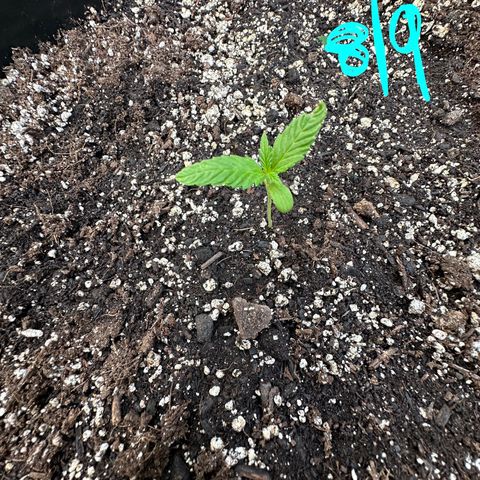 Lady growlog timeline photo