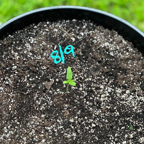 Lady growlog timeline photo