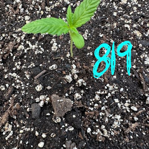 Lady growlog timeline photo