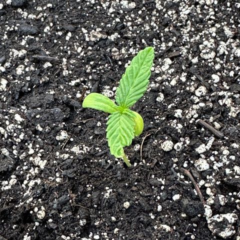 Lady growlog timeline photo