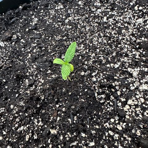 Lady growlog timeline photo