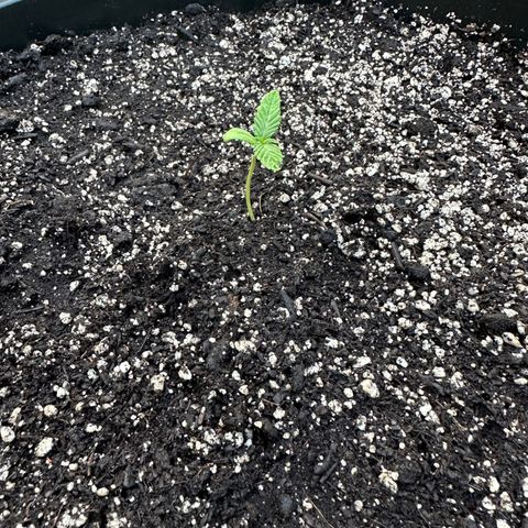 Lady growlog timeline photo