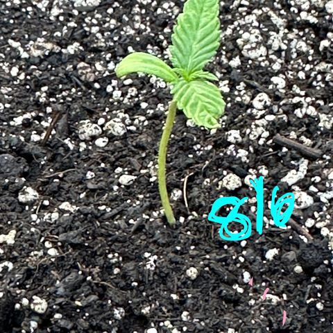Lady growlog timeline photo