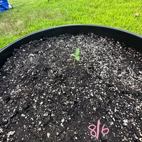 Lady growlog timeline photo