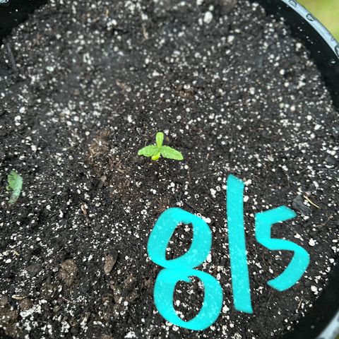 Lady growlog timeline photo