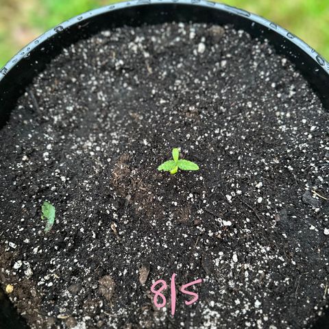Lady growlog timeline photo