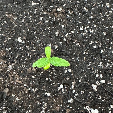 Lady growlog timeline photo