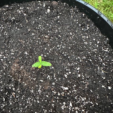 Lady growlog timeline photo