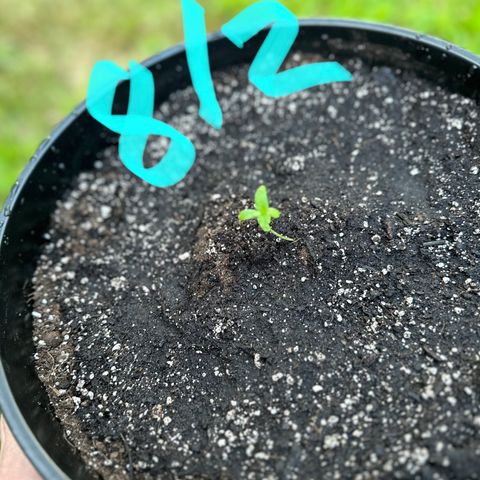Lady growlog timeline photo
