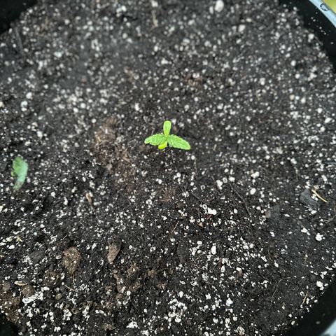 Lady growlog timeline photo