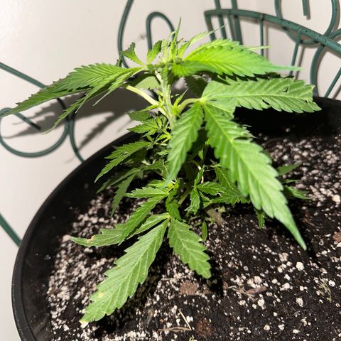 Lady growlog timeline photo