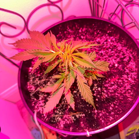 Lady growlog timeline photo
