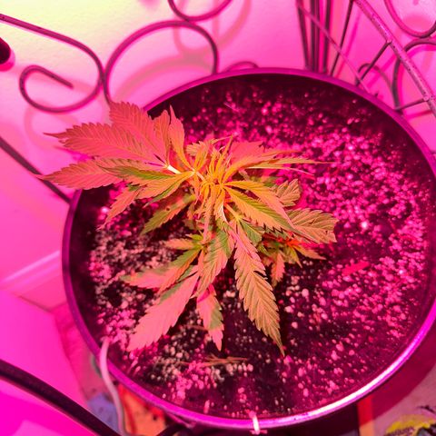 Lady growlog timeline photo