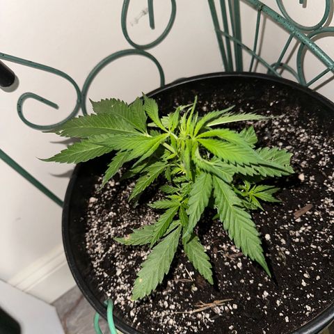 Lady growlog timeline photo