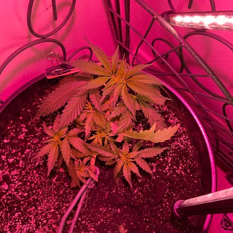 Lady growlog timeline photo