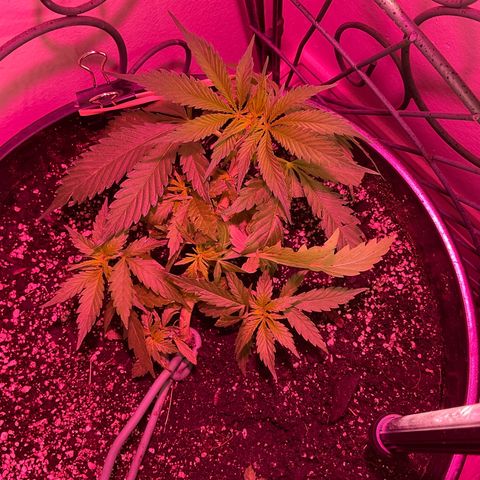Lady growlog timeline photo