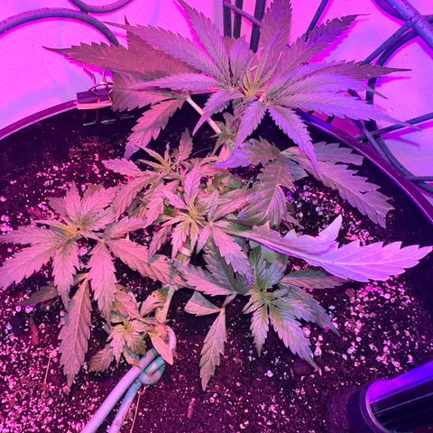 Lady growlog timeline photo