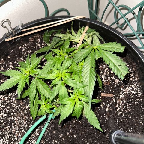 Lady growlog timeline photo