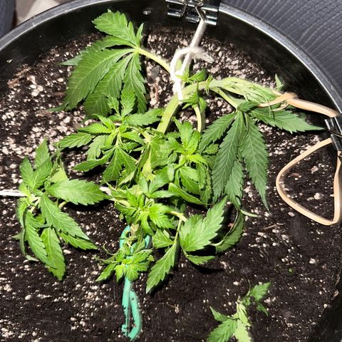 Lady growlog timeline photo