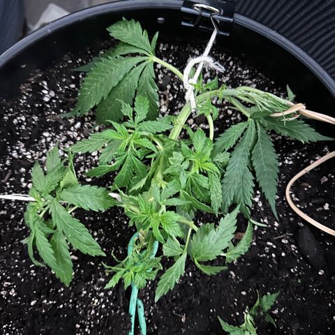 Lady growlog timeline photo