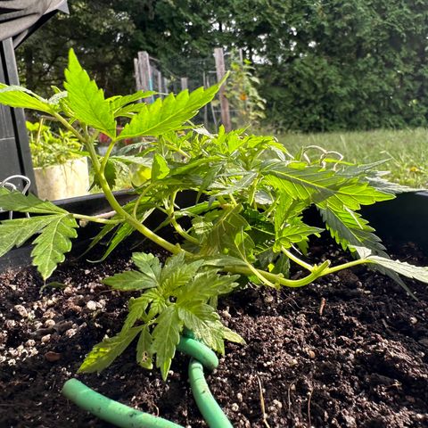 Lady growlog timeline photo
