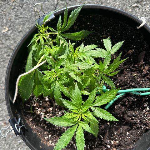Lady growlog timeline photo