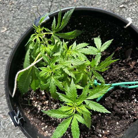 Lady growlog timeline photo