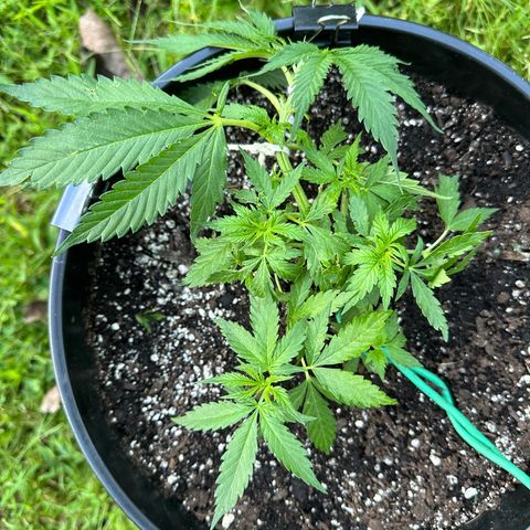 Lady growlog timeline photo