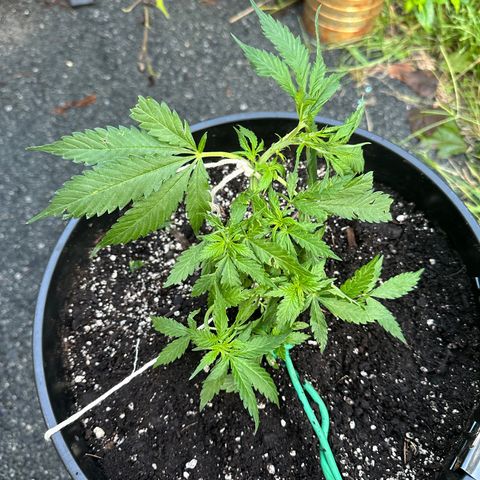 Lady growlog timeline photo