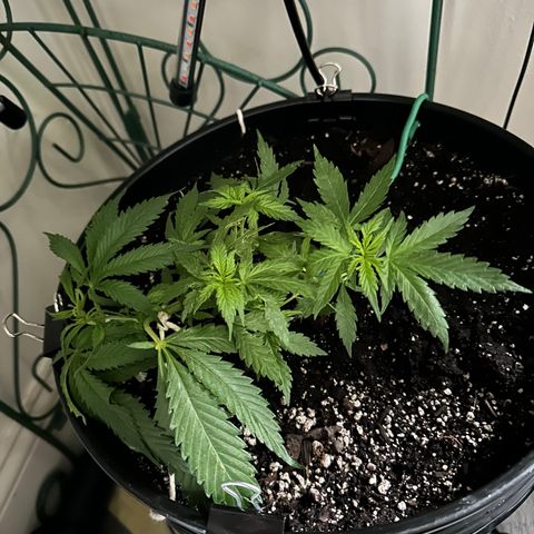 Lady growlog photo: Finally starting to recover