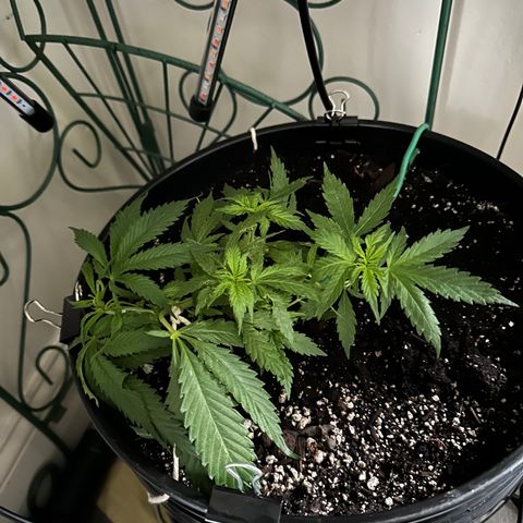 Lady growlog photo: Finally starting to recover