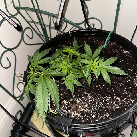 Lady growlog photo: Finally starting to recover