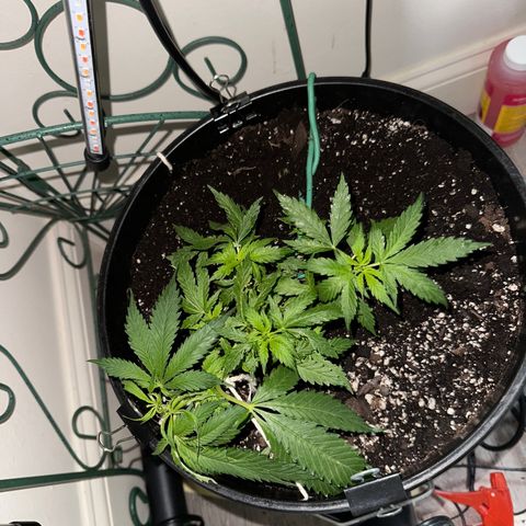 Lady growlog photo: Finally starting to recover