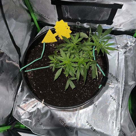 Lady growlog timeline photo