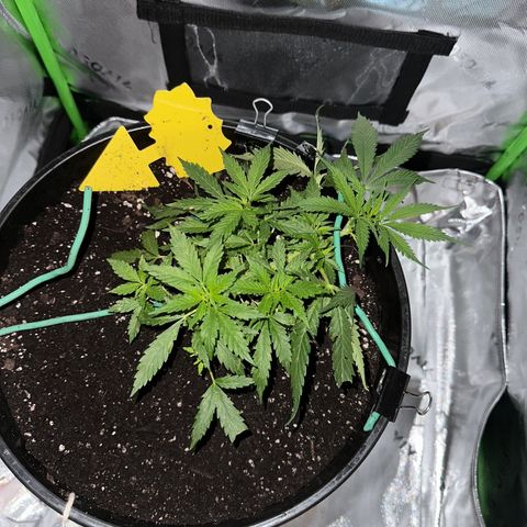 Lady growlog timeline photo