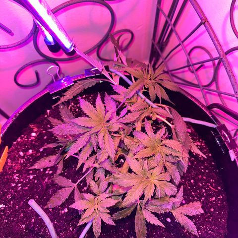 Lady growlog timeline photo