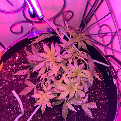 Lady growlog timeline photo