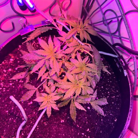 Lady growlog timeline photo