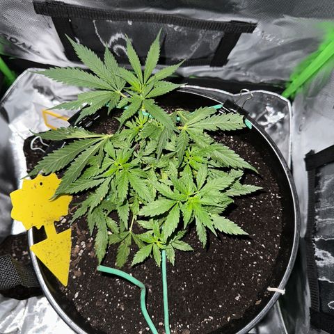 Lady growlog timeline photo