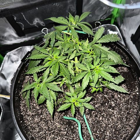 Lady growlog timeline photo