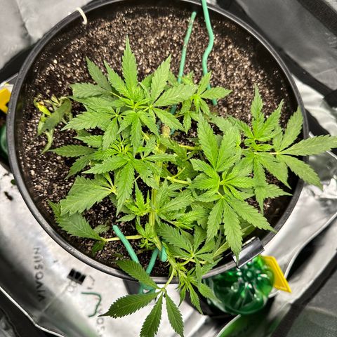 Lady growlog photo: With new light
