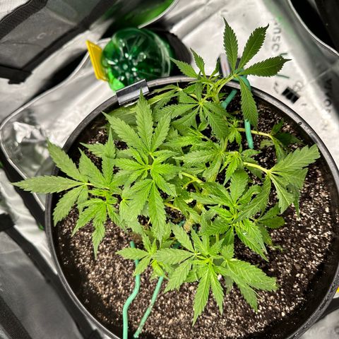 Lady growlog photo: With new light