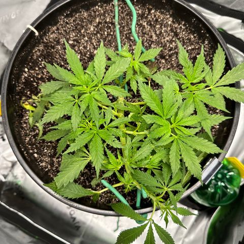 Lady growlog photo: With new light