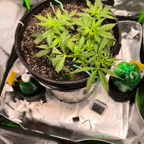 Lady growlog timeline photo